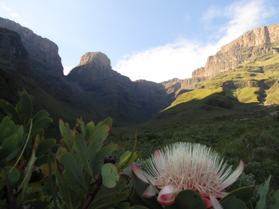 Protea in front of Monks Cowl
