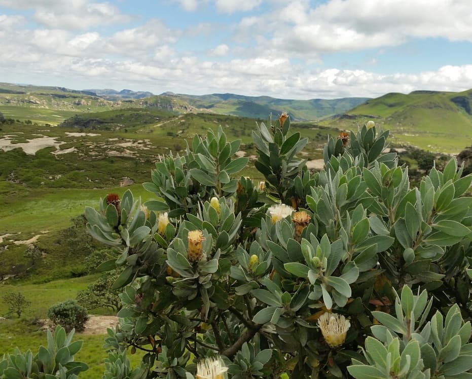 Protea with Drakensberg Views
