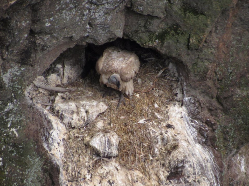 Cape Vulture Nest Mnweni