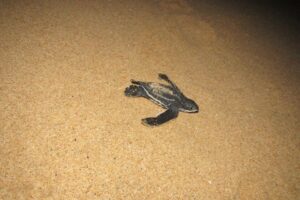 kosi-turtle-hatchling Kosi Bay Turtle